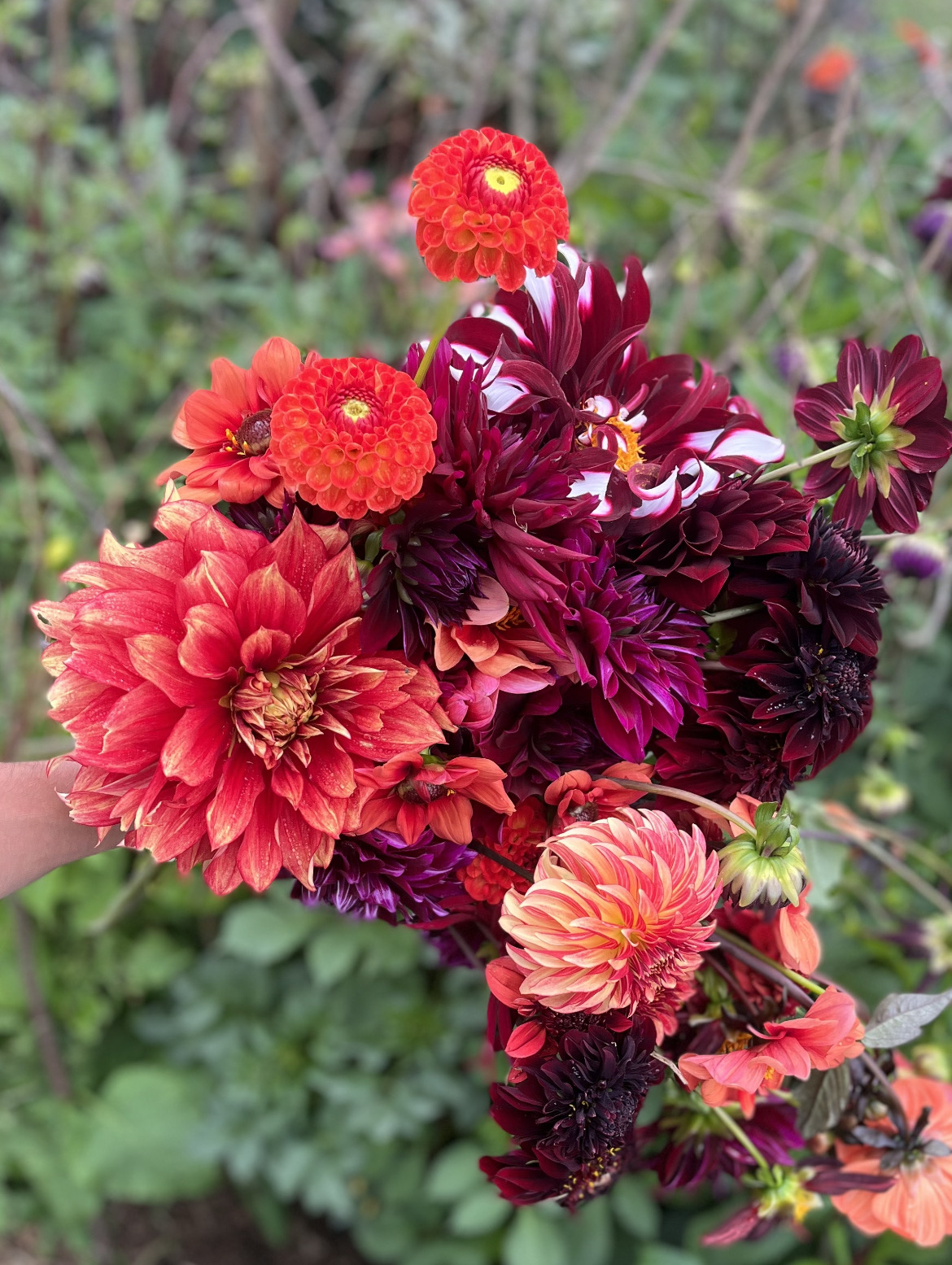 Dahlia Masterclass 7th October 2026 with Arthur Parkinson - Image 2