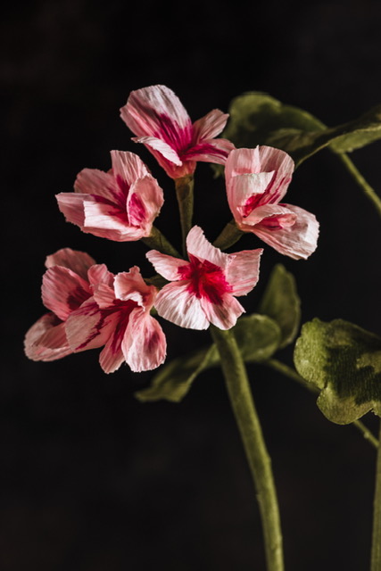 Charlotte Hepworth Auricula Wax Flower Day 15th October 2026 - Image 11