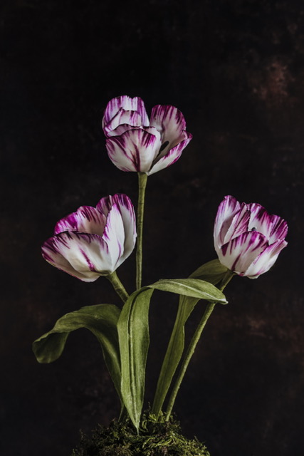 Charlotte Hepworth Auricula Wax Flower Day 15th October 2026 - Image 9
