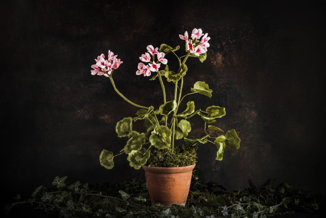 Charlotte Hepworth Auricula Wax Flower Day 15th October 2026 - Image 6