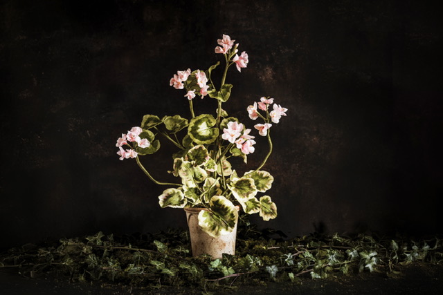 Charlotte Hepworth Auricula Wax Flower Day 15th October 2026 - Image 7