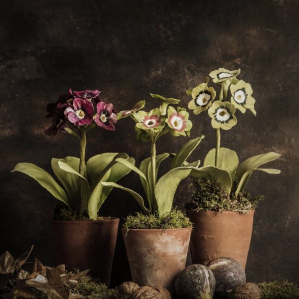 Charlotte Hepworth Auricula Wax Flower Day 15th October 2026