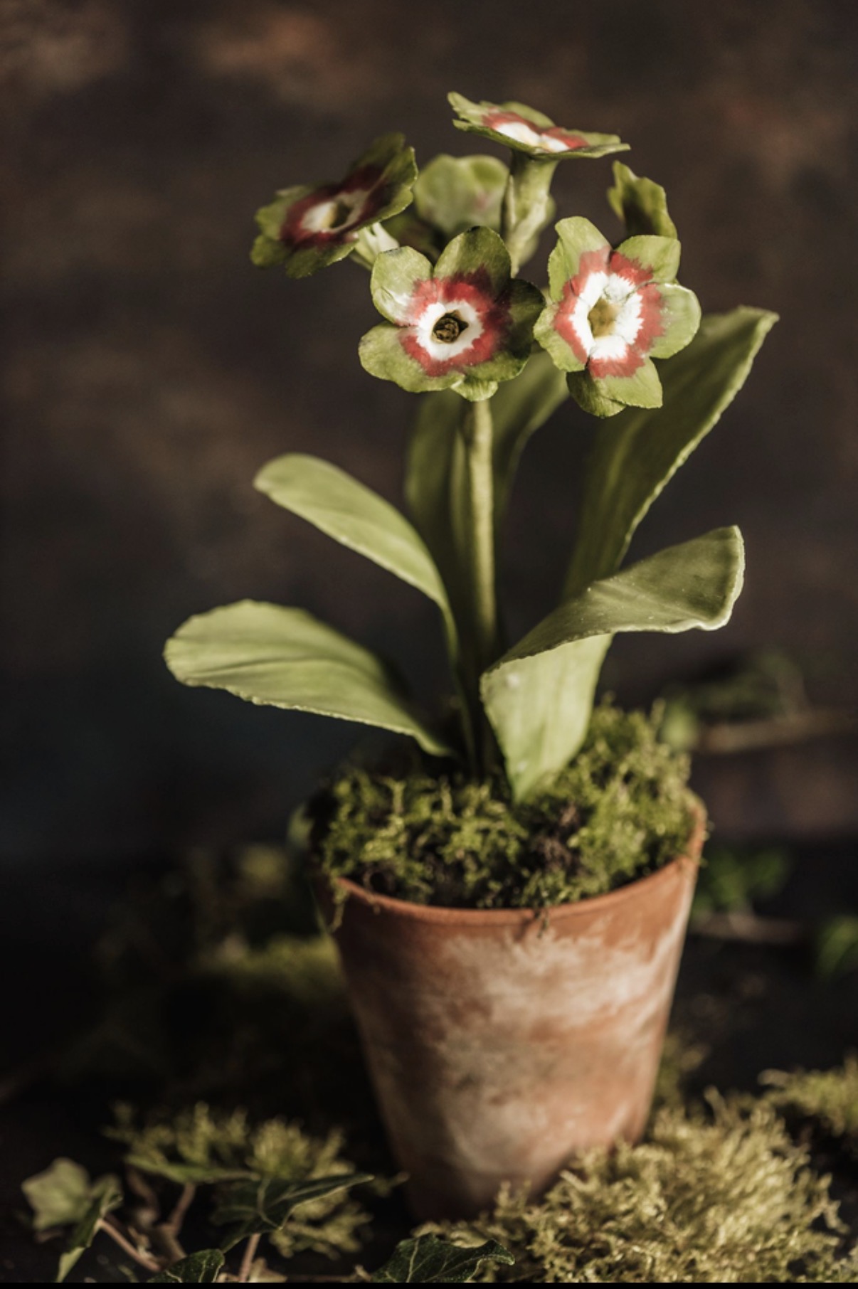 Charlotte Hepworth Auricula Wax Flower Day 15th October 2026 - Image 2