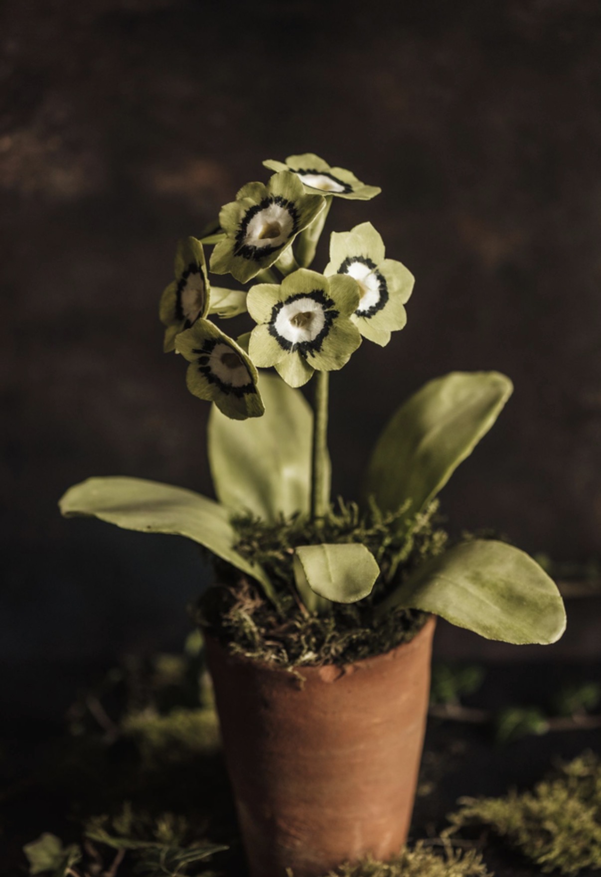 Charlotte Hepworth Auricula Wax Flower Day 15th October 2026 - Image 3