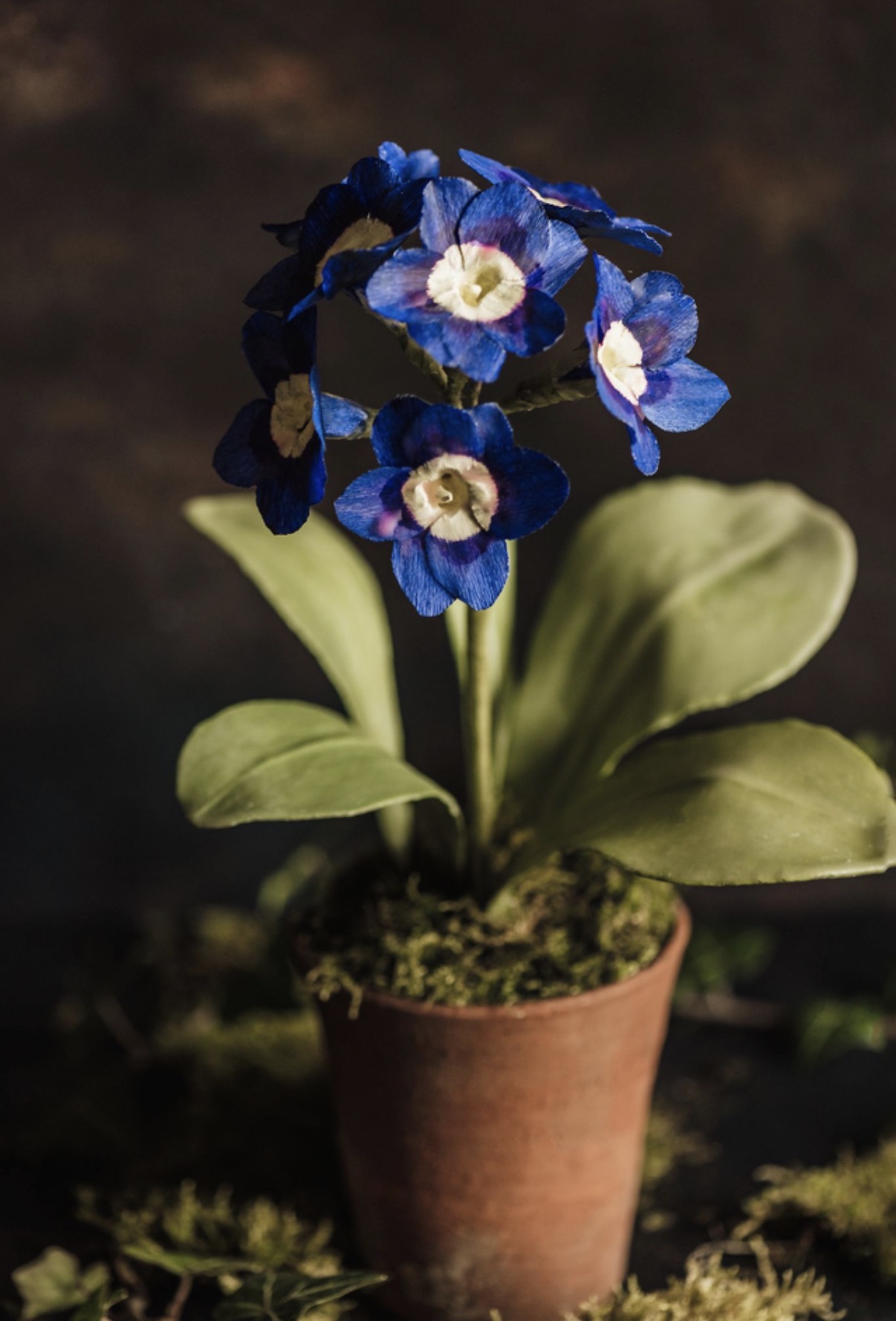 Charlotte Hepworth Auricula Wax Flower Day 15th October 2026 - Image 5